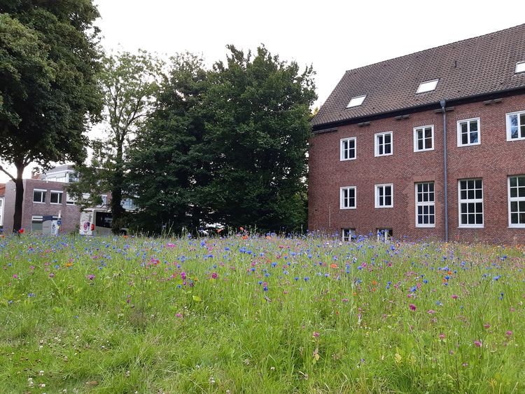 Blühwiese mit bunten Blumen vor A7