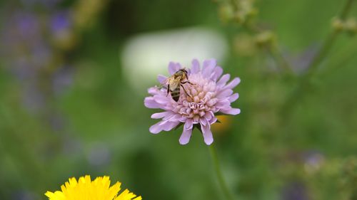 Close-up of honeybee on a purple flower of the widow flower.