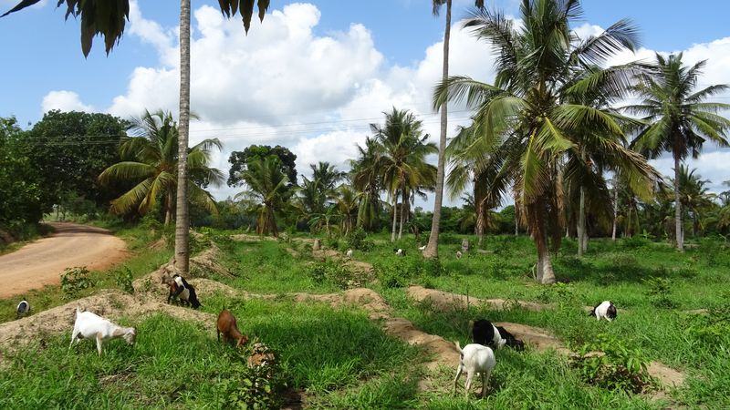 Ziegen grasen auf einer palmenbewachsenen Brachfläche neben einer Straße.unbefestigten 