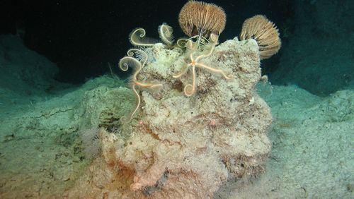 Bild eine Geröllbrockens im Atlantik in 560 Meter Wassertiefe . Auf den Steinen befinden sich Schlangensterne und Seelilien, wichtige Organismen im Ökosystem Tiefsee.