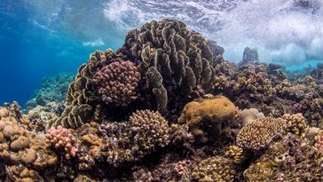 The picture shows a coral landscape in the Red Sea. The corals are reddish-brown in colour and are only a few meters below the surface.
