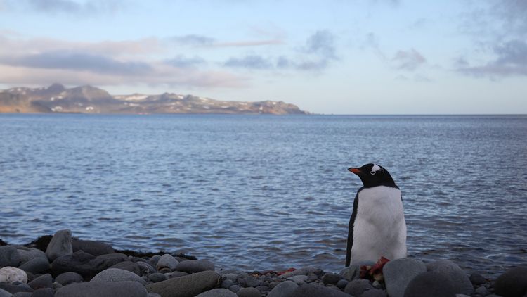 Einzelner Pinguin sitzt am Strand vor Meeresbucht mit Bergen im Hintergrund.