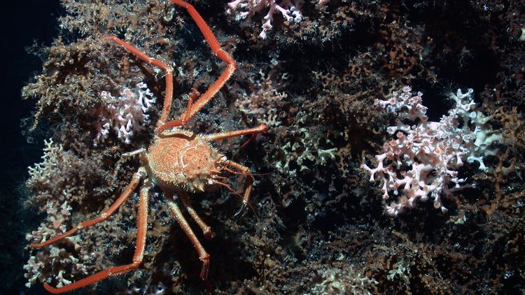 The photo shows a crab with long, thin legs, resembling a sea spider. It is scuttling across a dark, rocky seabed covered in brown and pink, branching corals.