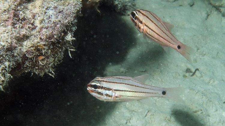 Close-up of two cardinalfish.