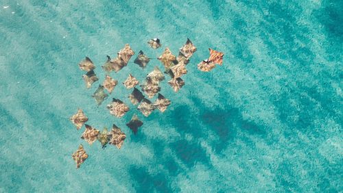 Das Bild zeigt Mantarochen aus der Vogelperspektive. Eine Gruppe von Rochen schwimmt im hellblauen Wasser, knapp unter der Wasseroberfläche. Sie sehen bräunlich-schimmernd aus.