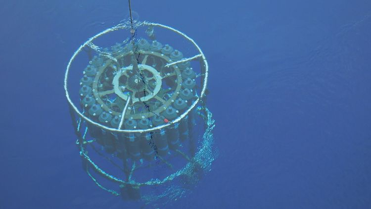  Picture of the sampling frame hanging on a rope and still under water. It consists of 48 bottles, which are arranged in a circle and can be opened and closed at different depths. 
