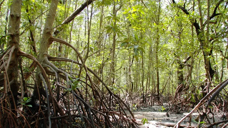 Ein Wald aus vielen schlanken Mangrovenbäumen. Es ist Ebbe und die zahlreichen Wurzeln der Bäume stehen frei und nicht im Wasser.