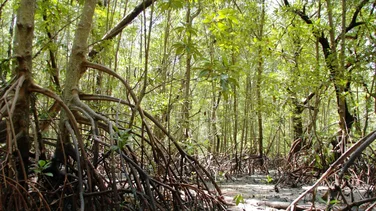 Ein Wald aus vielen schlanken Mangrovenbäumen. Es ist Ebbe und die zahlreichen Wurzeln der Bäume stehen frei und nicht im Wasser.