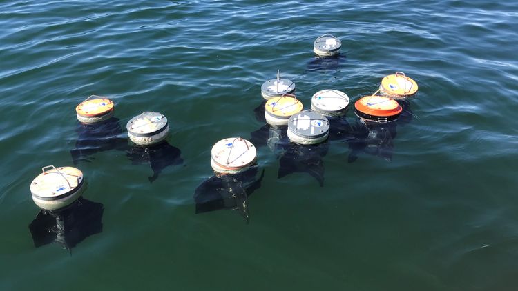 Ein knappes Dutzend der tonnenförmigen Drifter treibt als lose Gruppe im ruhigen Meerwasser. 