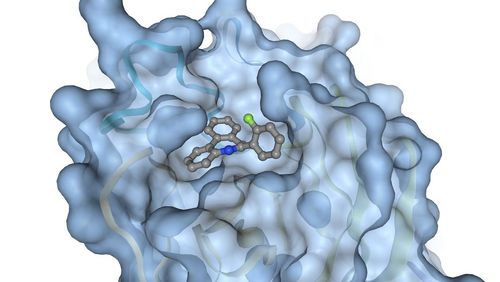 Grafik zeigt die Protease als großes, unregelmäßig geformtes Gebilde. Ein möglicher Wirkstoff füllt eine Art Tasche innerhalb des Moleküls aus.