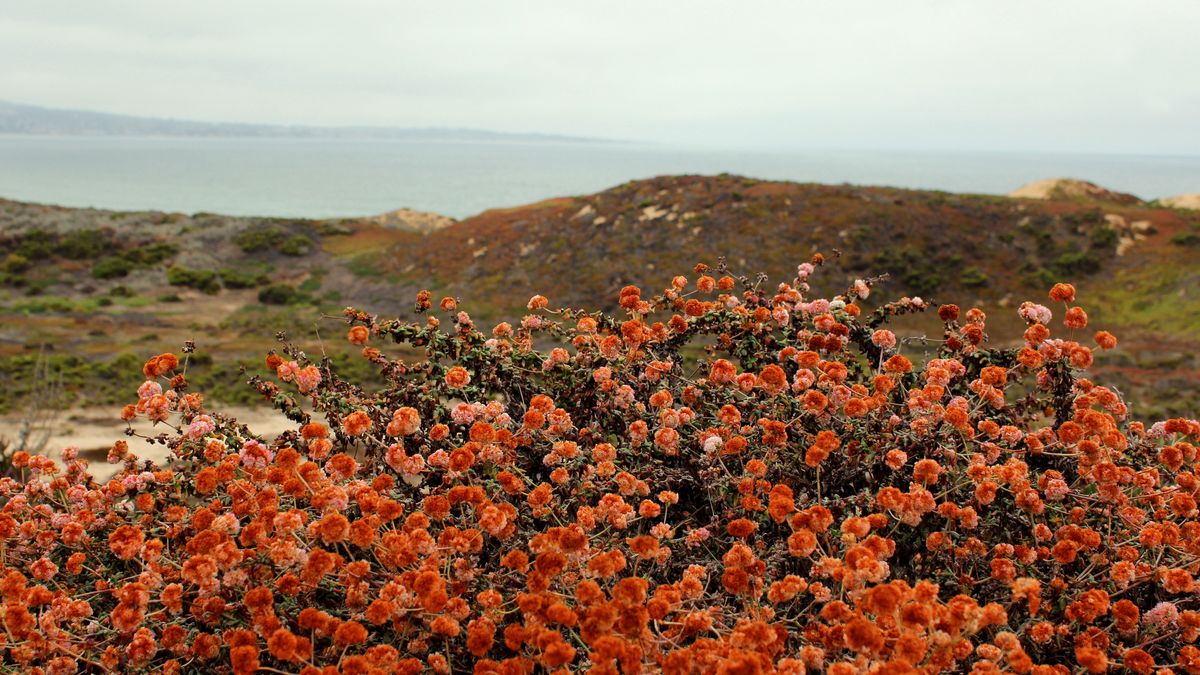 Californian coastal landscape