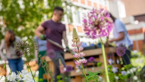 Some flowers in the foreground, students with gardening tools in the background, a raised bed and the university building behind.