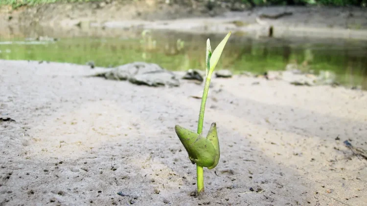 Ein etwa 50 cm hoher Mangrovenkeimling steht frei auf Wattboden, im Hintergrund flaches Wasser.