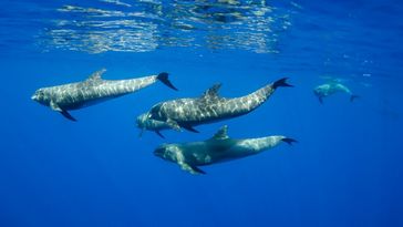 Four dolphins swim just below the water surface.
