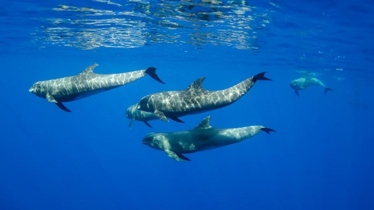 Four dolphins swim just below the water surface.