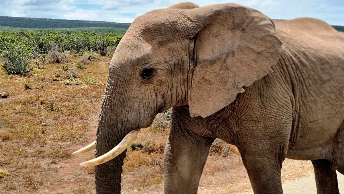 Ein Elefant steht in einer trockenen Landschaft mit Büschen und Bäumen im Hintergrund. 