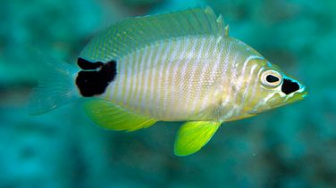      Close-up of a yellow, black and white patterned fish swimming in a tropical sea.