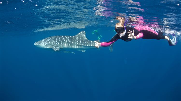 Swimming with Whale Shark, Coral Bay