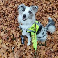 Assistenzhund in Ausbildung