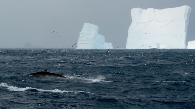 Photo from the Southern Ocean. The sea is grey-blue and choppy, the waves have whitecaps. In the foreground on the left of the picture, the back and dorsal fin of a fin whale can be seen half emerging from the sea. On the horizon, the outlines of Elephant Island can be seen dimly on the left. On the right, two icebergs can be seen on the horizon, the left one smaller, the right one large and cuboid-shaped. 