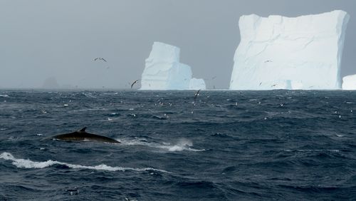 Photo from the Southern Ocean. The sea is grey-blue and choppy, the waves have whitecaps. In the foreground on the left of the picture, the back and dorsal fin of a fin whale can be seen half emerging from the sea. On the horizon, the outlines of Elephant Island can be seen dimly on the left. On the right, two icebergs can be seen on the horizon, the left one smaller, the right one large and cuboid-shaped. 