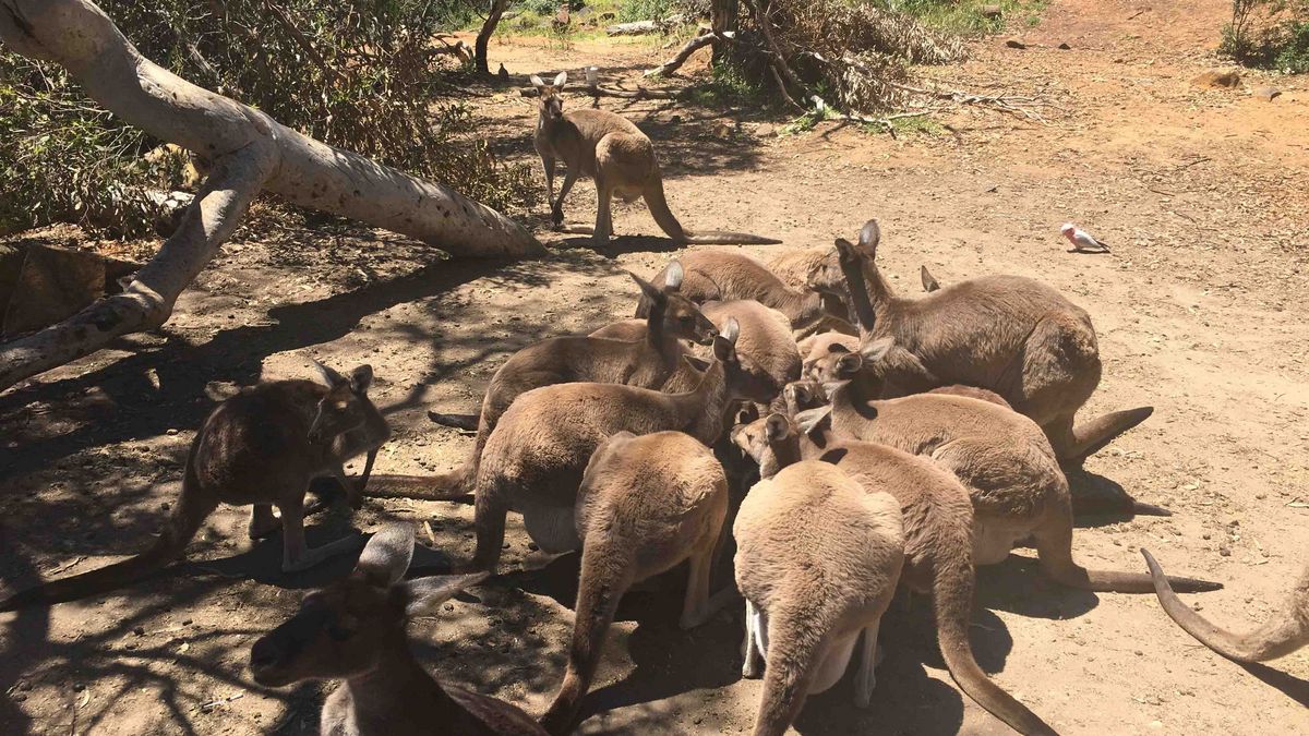 Eine Gruppe Kängurus auf sandigem Untergrund, die fressen und stehen. Bäume im Hintergrund.