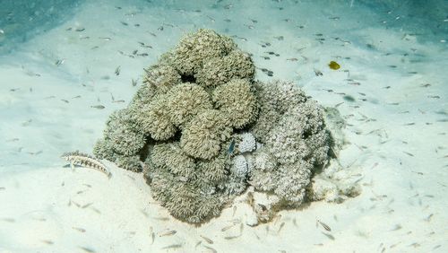 Unterwasserbild einer Koralle, um die zahlreiche kleine Fische herumschwimmen.   