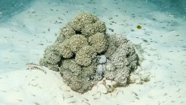 Underwater image of a coral with numerous small fish swimming around it.   