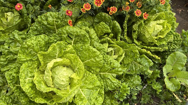 Two cabbage-like plants, marigolds in the background.