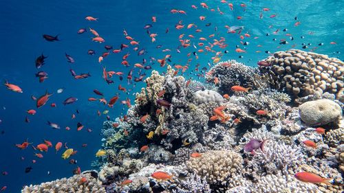 The picture shows an aquatic landscape with corals and fish