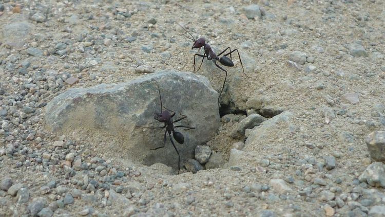 Zwei Ameisen krabbeln an einem Stein aus einer Vertiefung heraus, der Boden besteht aus Sand und kleinen Steinchen. 
