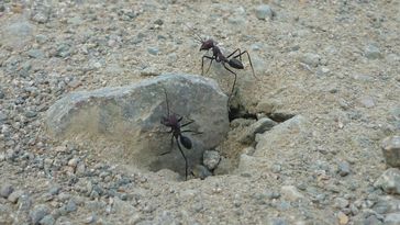 Two ants crawl out of a hollow on a stone, the ground consists of sand and small stones. 