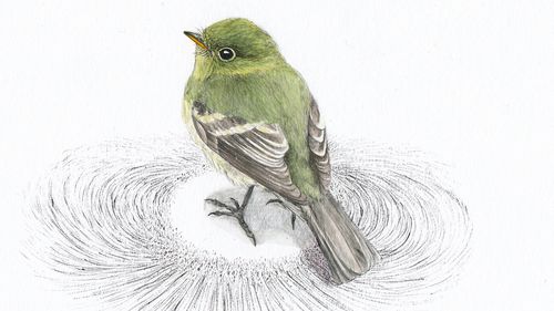 Drawing of a small green bird standing on a surface that looks like the field lines of the earth's magnetic field.