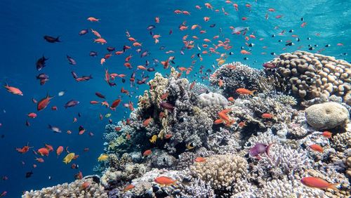 Das Bild zeigt eine Wasserlandschaft mit Korallen und Fischen