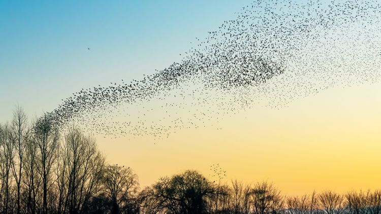 A flock of starlings can be seen against the blue-yellow-coloured, wintry evening sky. 