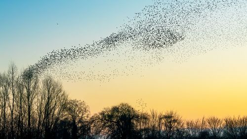 Ein Schwarm Stare ist vor dem blau-gelb gefärbten, winterlichen Abendhimmel zu sehen. 