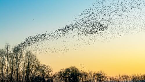 A flock of starlings against the winter evening sky.