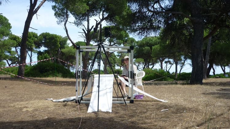 The researcher is sitting outdoors in a sparse pine forest behind an experimental set-up consisting of a metal frame, a camera and several cloths. 