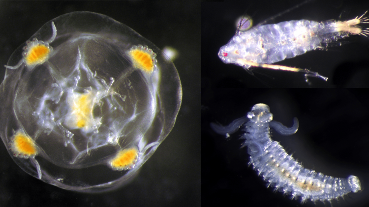 A collage of three microscopic images of the creatures. The hydromedusa is a gelatinous, translucent mass, the copepod looks like a silverfish and the bristle worm has an abdomen like a caterpillar and a head with larger, sickle-shaped antennae.  