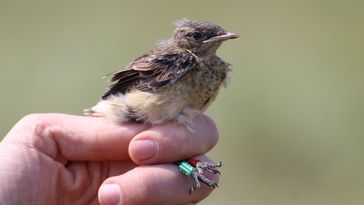 Das Bild zeigt einen jungen Steinschmätzer. Er wird von einem Menschen in der Hand gehalten und trägt einen kleinen Ring am Fuß.