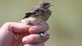 The picture shows a young wheatear. It is being held by a scientist and wears a small ring on its foot.