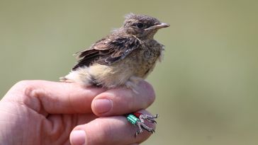 Das Bild zeigt einen jungen Steinschmätzer. Er wird von einem Menschen in der Hand gehalten und trägt einen kleinen Ring am Fuß.