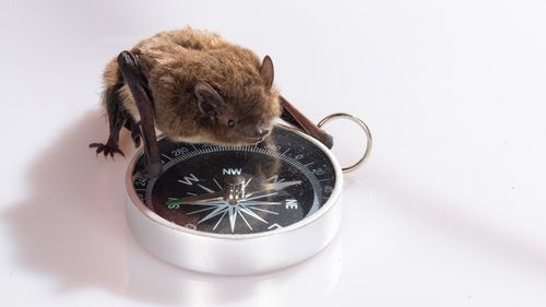 The picture shows a bat sitting on a compass.