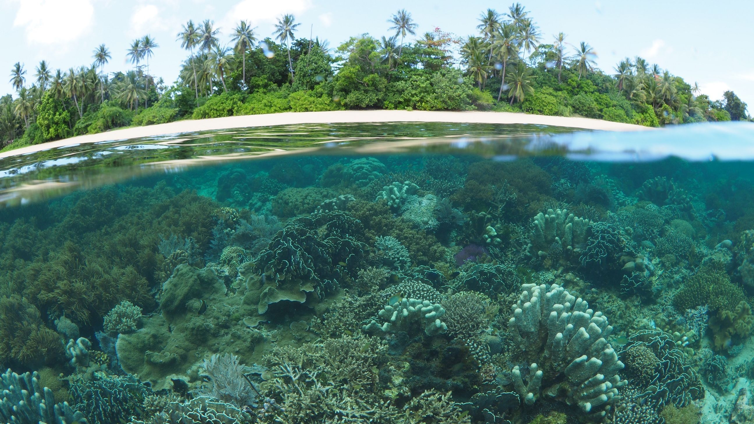 Das Bild zeigt eine Ansicht eines Korallenriffs. In der unteren Bildhälfte befindet sich das Riff unter der Wasseroberfläche. Die Korallen schimmern grün-bläulich. In der oberen Bildhälfte befindet sich ein Stand mit Palmen. Darüber ist blauer Himmel mit einigen Wolken zu erkennen.