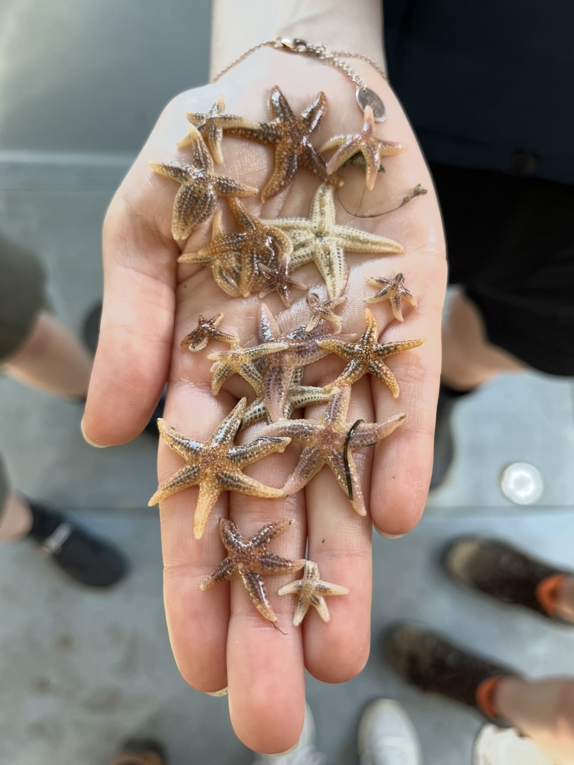 Exkursion zu den Sternen — Lykka Möller — Diese Aufnahme zeigt die Vermessung von Seesternen bei der Untersuchung des Weichbodenbenthos. Es entstand im Rahmen des Umweltwissenschaftlichen Orientierungsprojektes Benthos in Wilhelmshaven. 